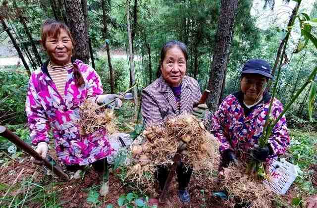  那片曾经荒草丛生的林地，如今成了村民口袋里的金窝窝 文化旅游